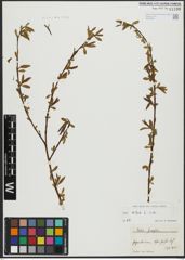 Foto von Salix alba L.